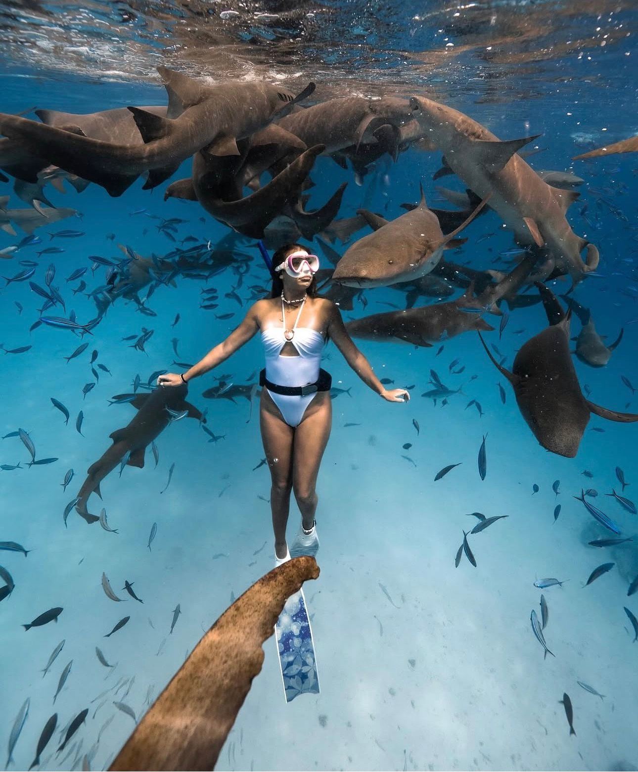 Плуване с акули дойки (nurse sharks)