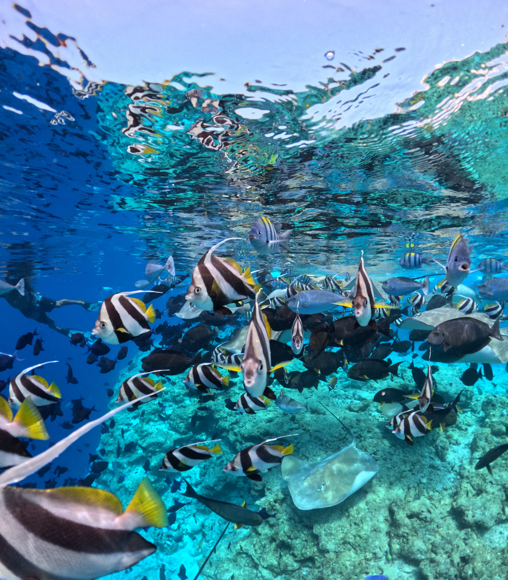 Fish Tank – хиляди тропически риби около нас